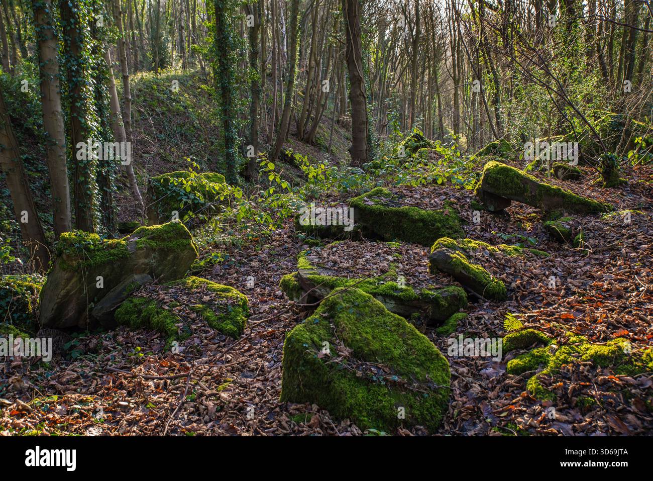 Moos bedeckte Felsen zwischen Herbstblättern auf einem Waldboden in Whatstandwell, Derbyshire, England Stockfoto