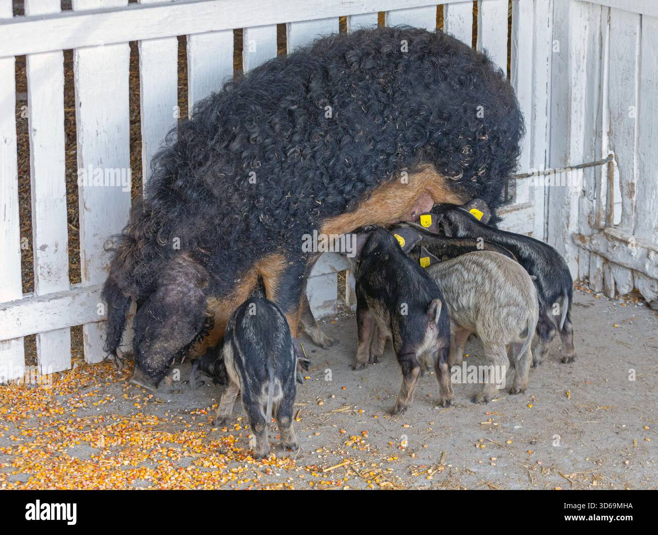Schwarzes Mangalica-Schwein mit Ferkeln ungarische Rasse auf der Tierfarm Stockfoto