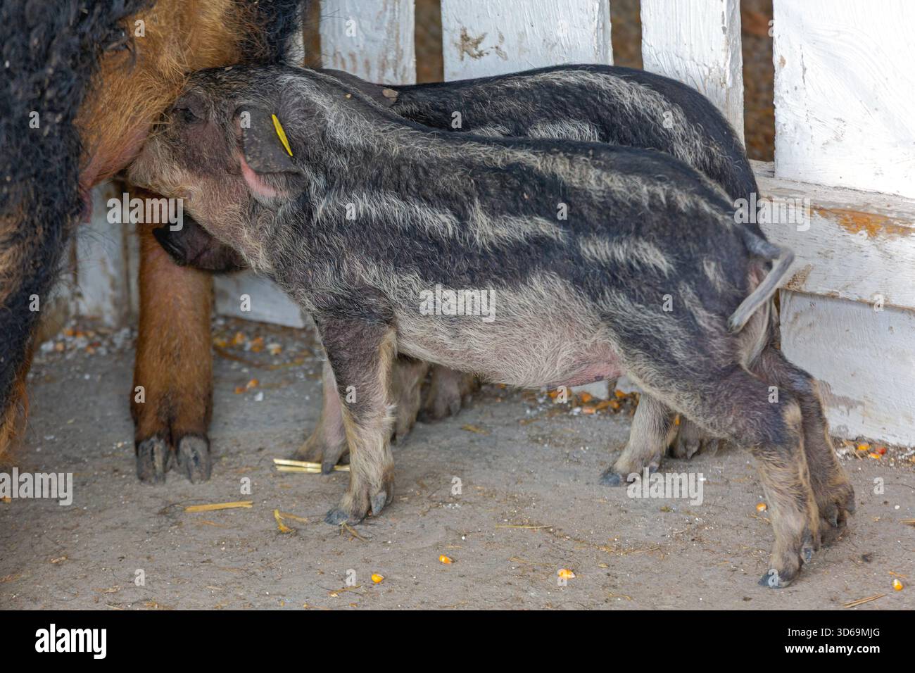 Kleine neugeborene Ferkel Mangalica ungarische Saugsau auf der Tierfarm Stockfoto