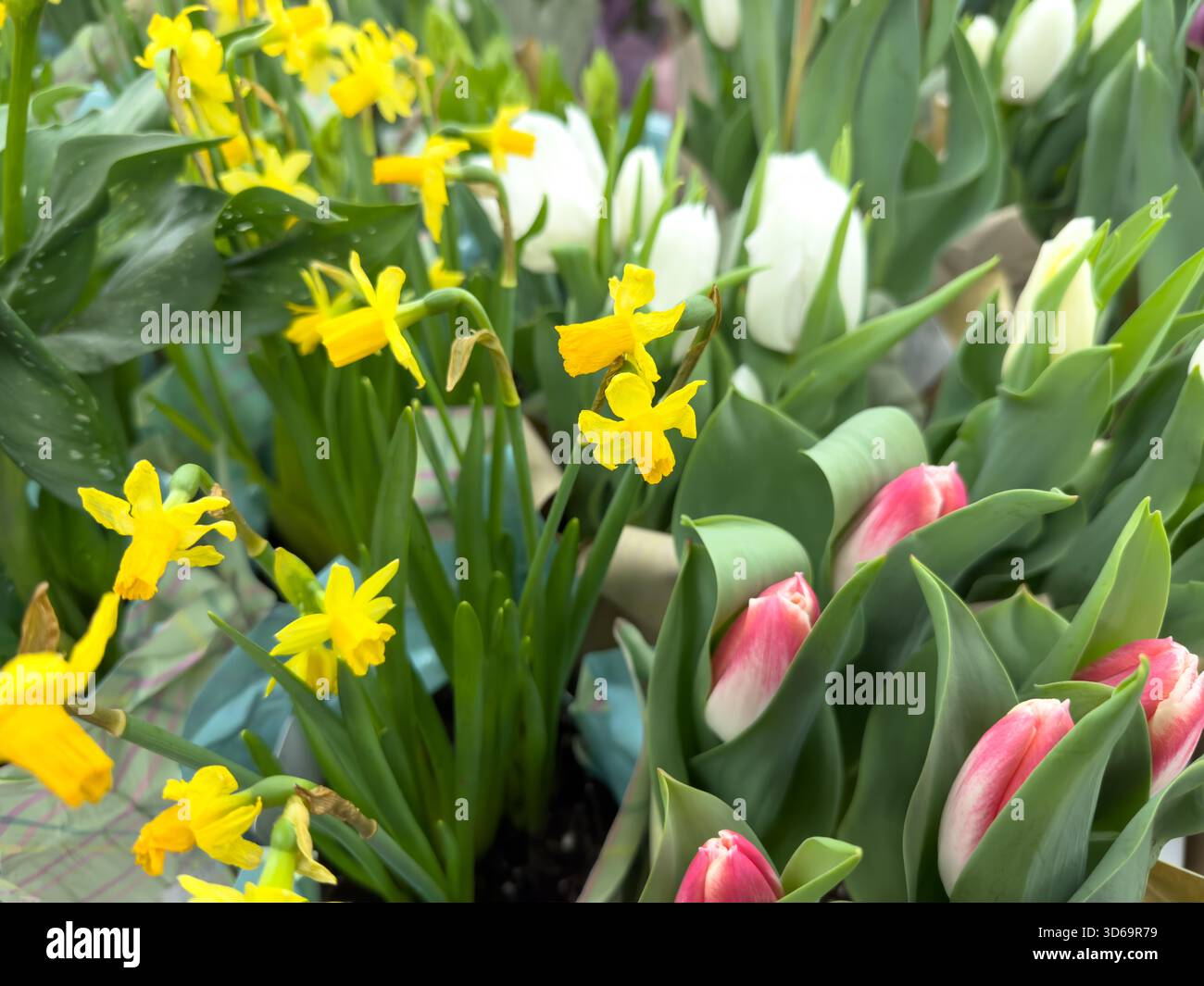Blick auf mehrere Blumensträuße mit Miniatur-Narzissen und Tulpen. Stockfoto