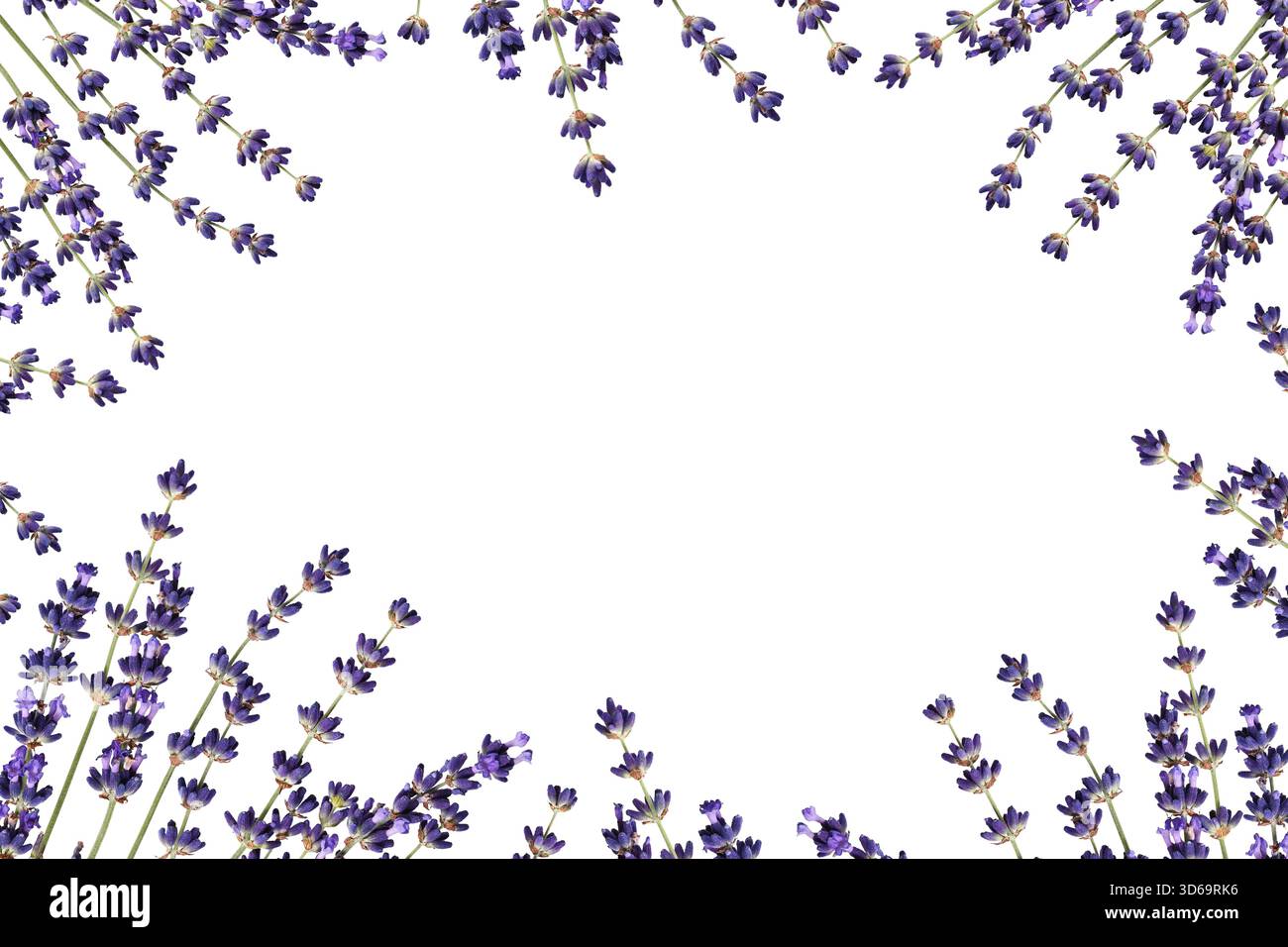 Blumenrahmen von Lavendelblüten isoliert auf weißem Hintergrund. Designelement für Collage oder Design, Hochzeitskarten und Einladungen. Stockfoto