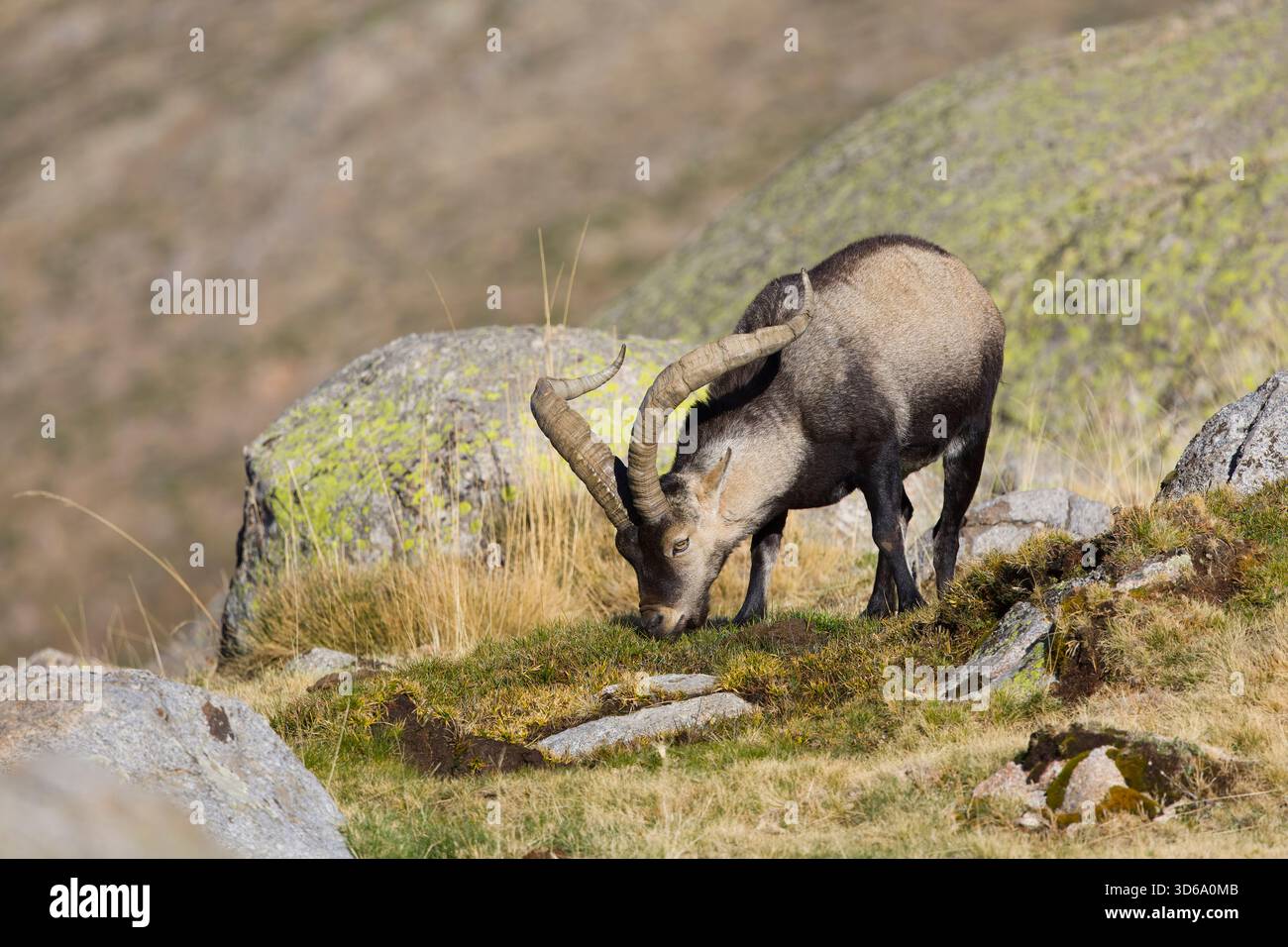 Iberischer Steinbock Capra pyrenaica, männliche Fresser von Gras, Sierra de Gredos, Avila, Spanien, November Stockfoto