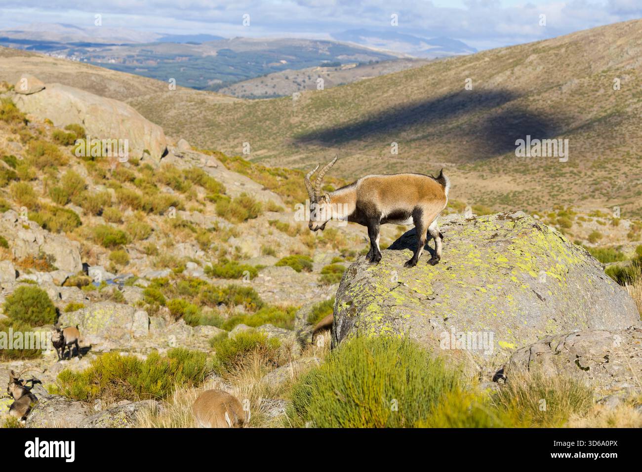 Iberischer Steinbock Capra pyrenaica, männlich auf Felsen stehend, Sierra de Gredos, Avila, Spanien, November Stockfoto