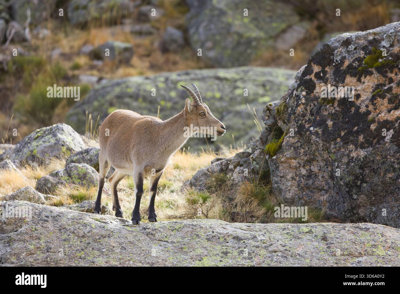 Iberischer Steinbock Capra pyrenaica, Weibchen auf Felsen stehend, Sierra de Gredos, Avila, Spanien, November Stockfoto