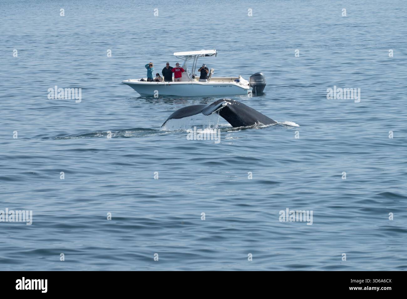 Touristen nähern sich dem Buckelwal nahe Stockfoto
