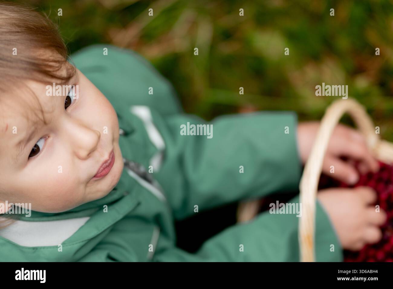 Von oben nach unten sehen Kleinkinder Hände, die Preiselbeeren über einem Korb voller Beeren halten, mit Herbstwald unten, Feinmotorik und Naturaktivität. Stockfoto