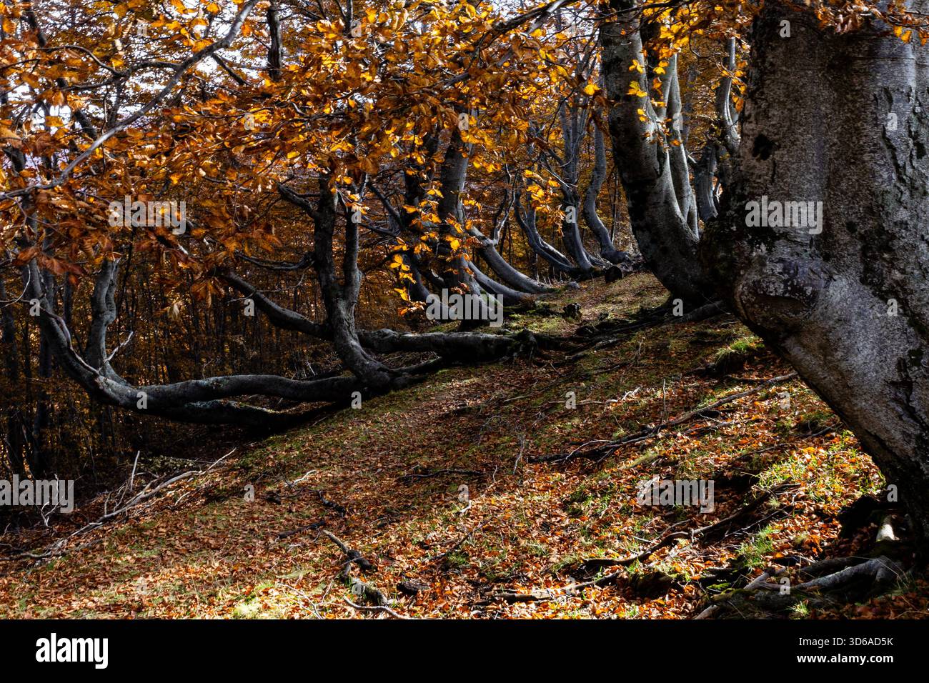 Herbstlicher Buchenwald mit Bäumen, die durch Bodenkrieche gekrümmt sind, Bosco dei Faggi Torti, Monti della Laga, Abruzzen, Italien Stockfoto