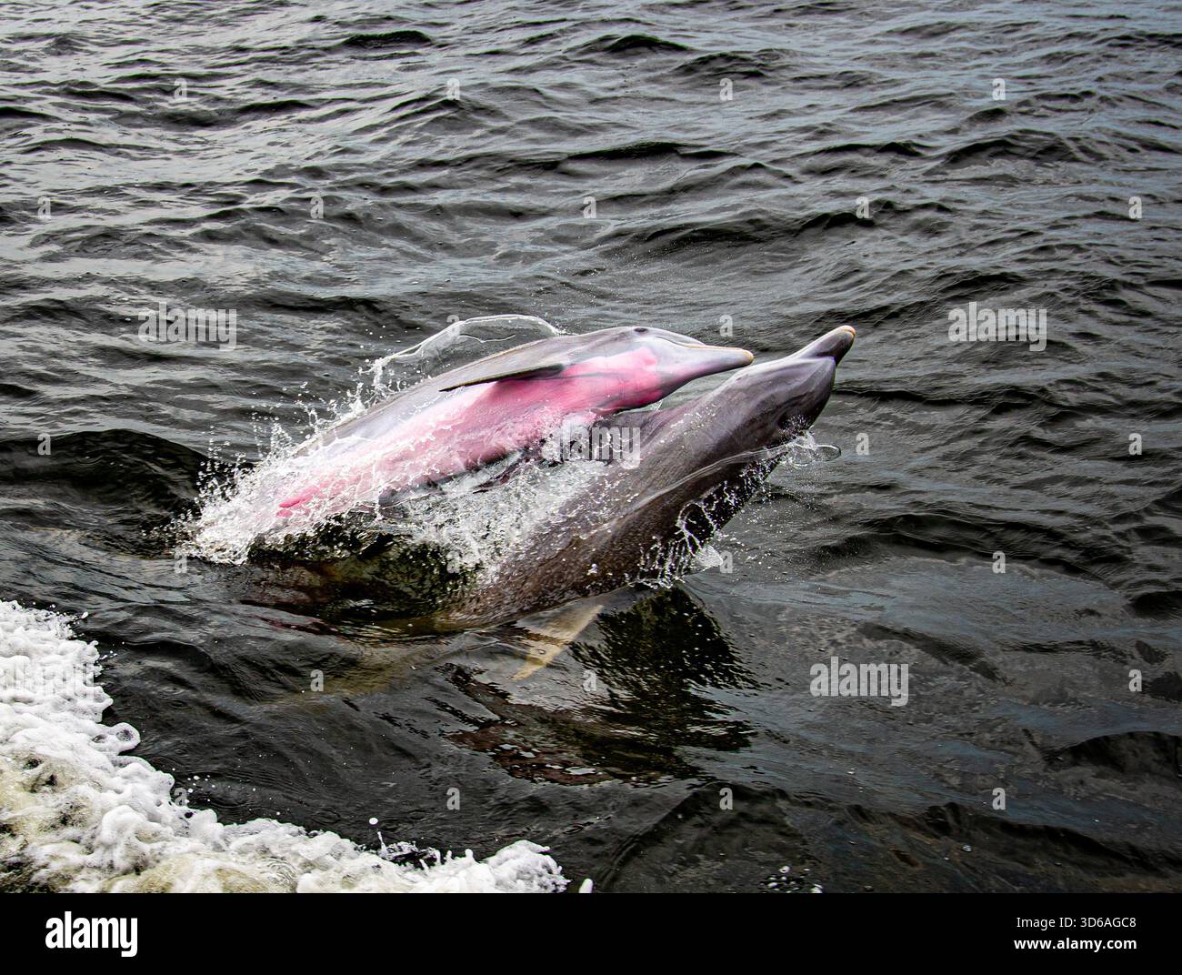 Aufregende Delfine hüpfen in Charlotte Harbor Florida Stockfoto