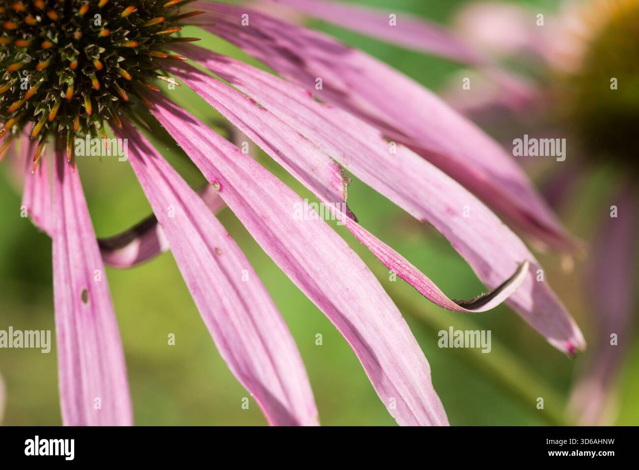 Nahaufnahme eines lila Coneflower. Stockfoto
