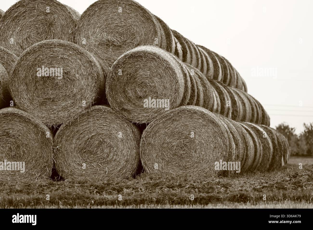 Gestapelte Heuballen in einem Sepia-farbenen landwirtschaftlichen Feld Stockfoto