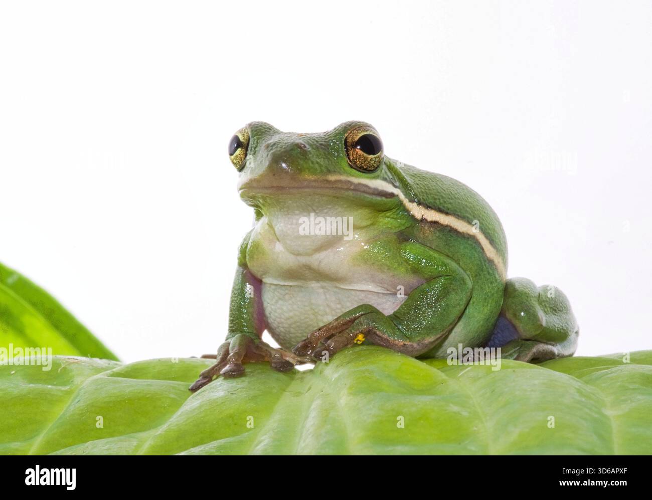 Grüner Treefrog, der auf einem großen Blatt vor weißem Hintergrund in einem Studio liegt. Stockfoto