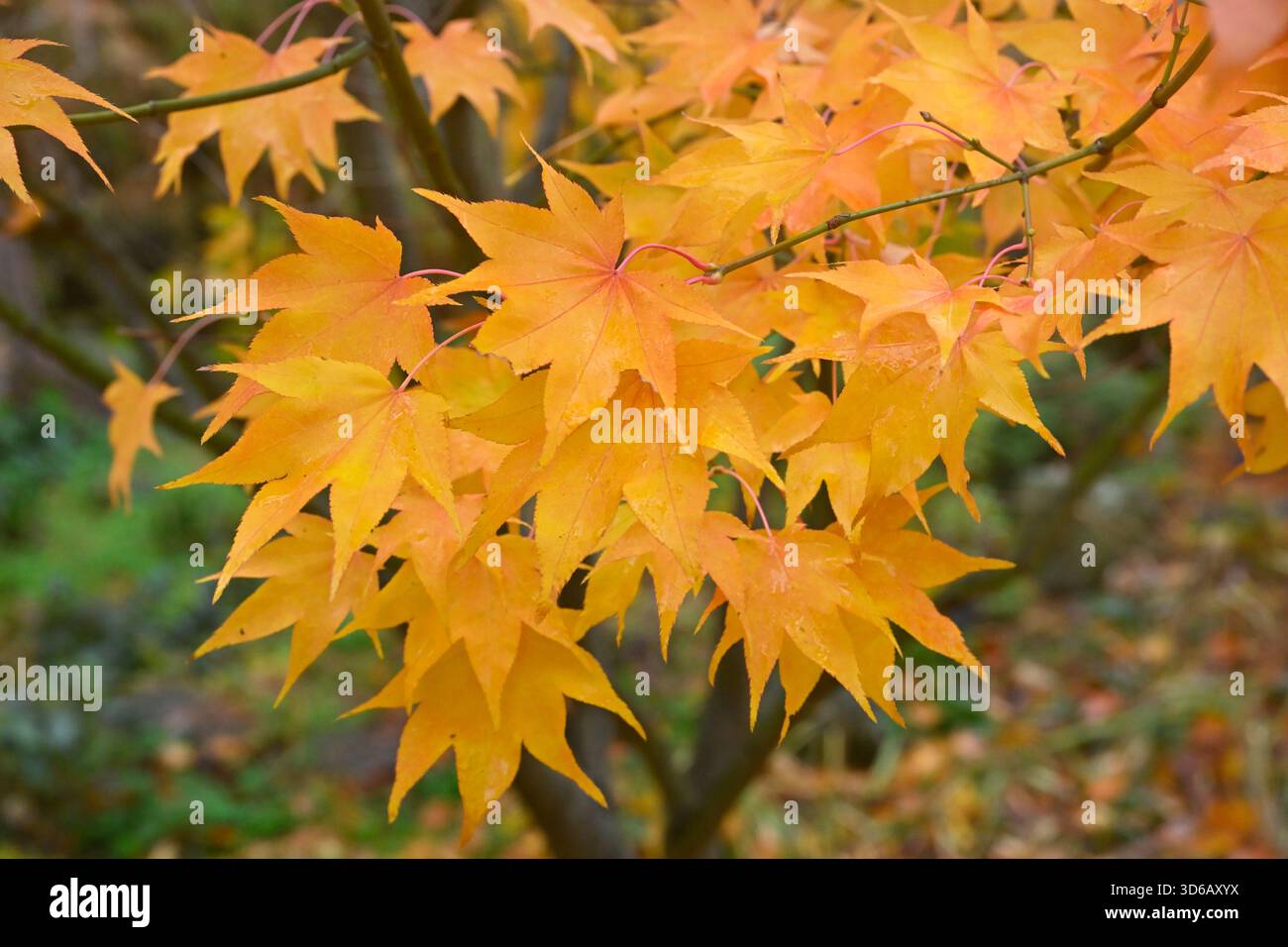 Üppiges goldenes Herbstlaub aus japanischem Ahorn, Acer Palmatum „Hōgyoku“ UK Garden im November Stockfoto
