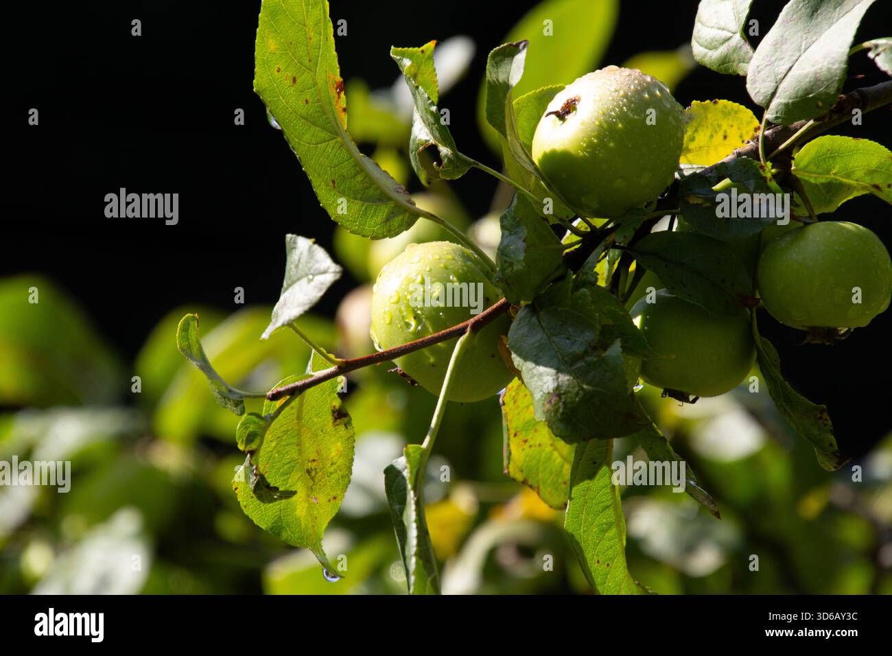 Tautropfen auf den Äpfeln im Obstgarten Stockfoto
