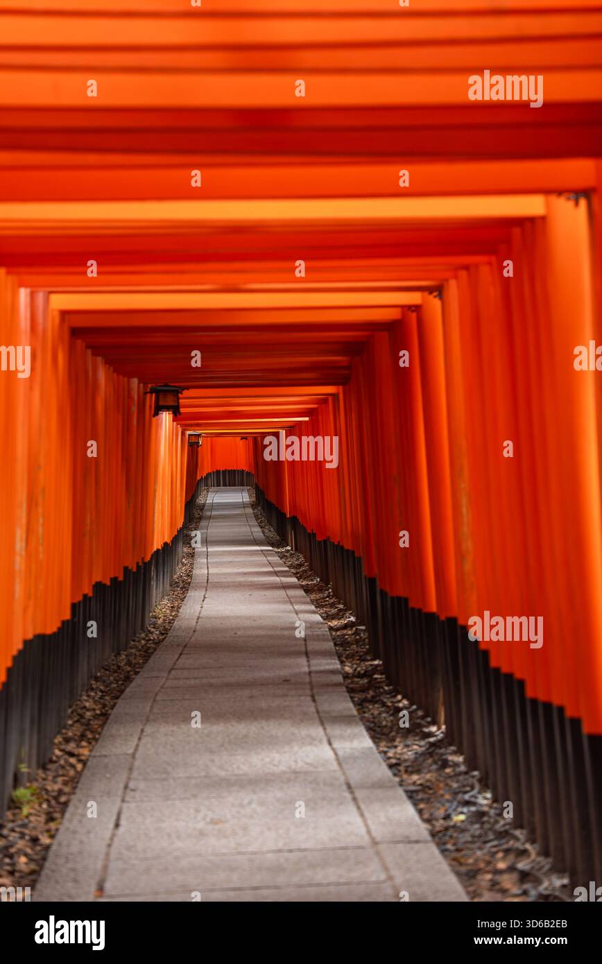 Senbon Torii im Fushimi Inari Taisha Tunnel in Kyoto, Japan Stockfoto