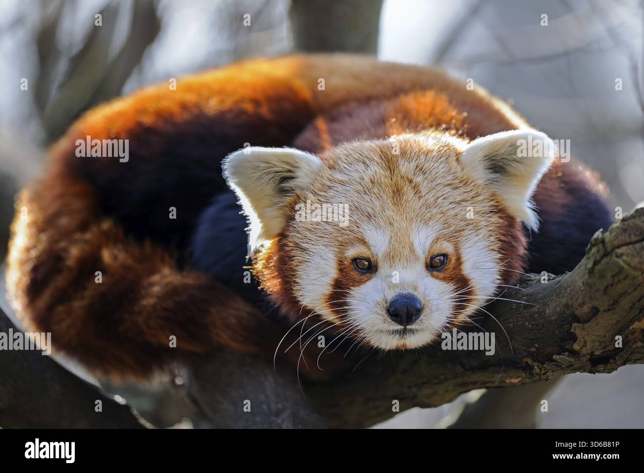 Kleiner Panda, roter Panda, Katzenbär (Ailurus fulgens), heimisch in Asien Stockfoto