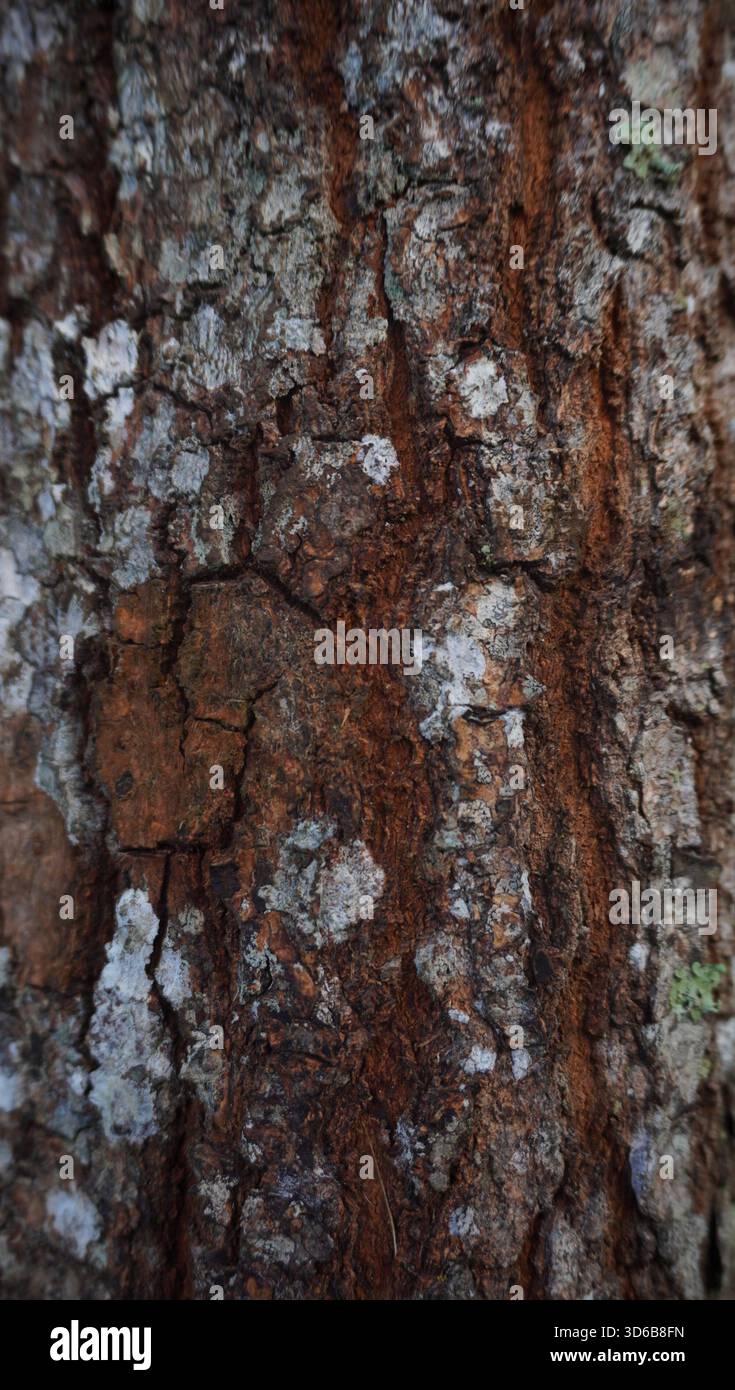 Mahagoni-Holzstruktur Stockfoto