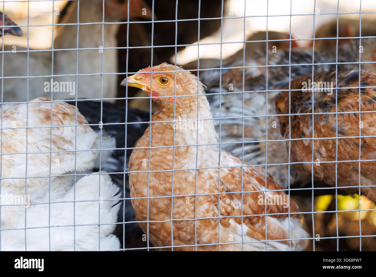 Junge Hühner hinter Drahtgeflecht. Gruppe junger Hühner in einem Geflügelstall, gesehen durch Drahtgitter. Konzept für kleine Betriebe. Stockfoto