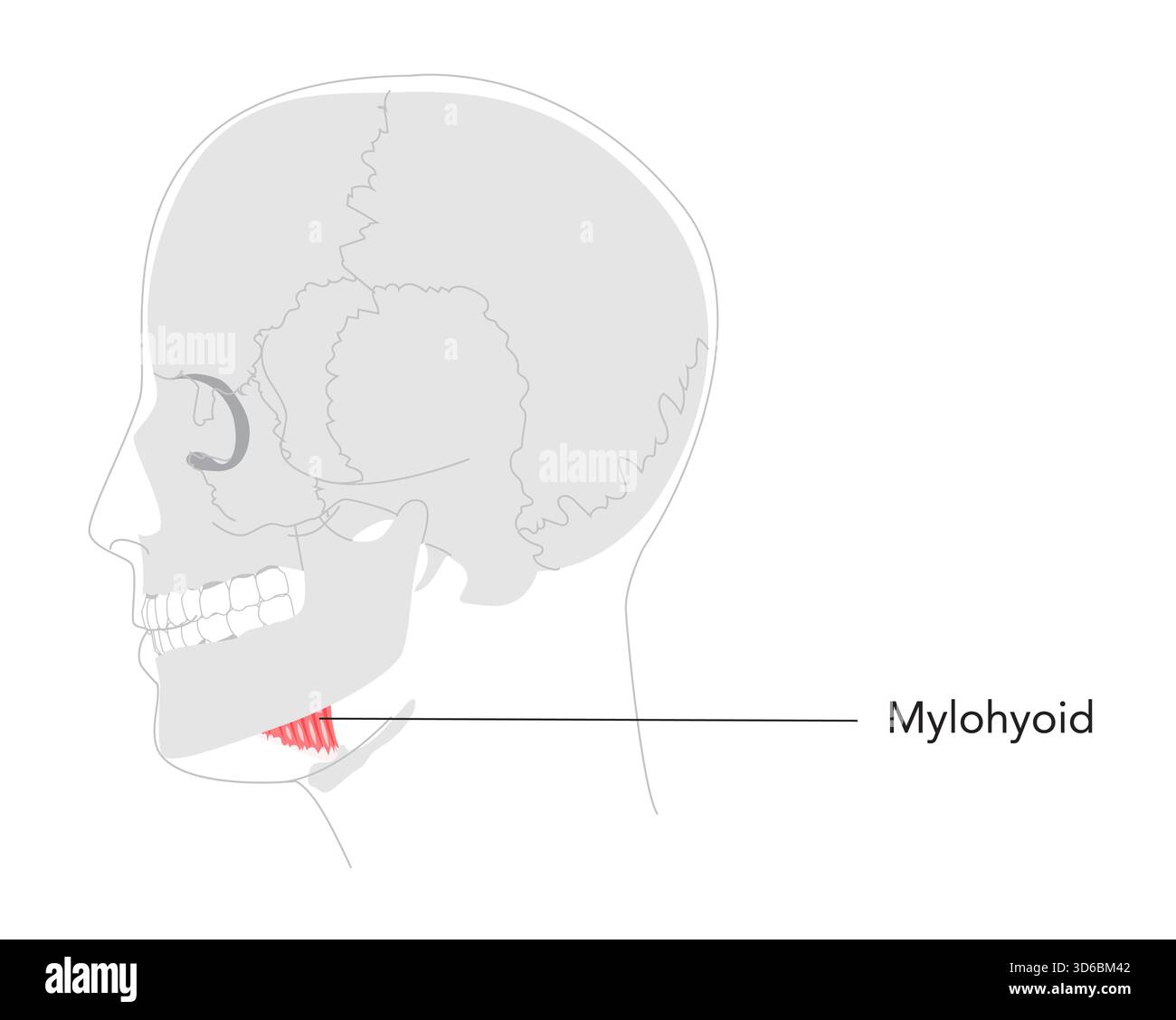 Mylohyoid - markierter menschlicher Muskel, der den Boden des Mundes bildet, in Anatomie-Tabelle dargestellt, erhöht den Boden des Mundes und des Hyoids während des Schluckens, lebenswichtig für Lehre und medizinische Studie Stock Vektor