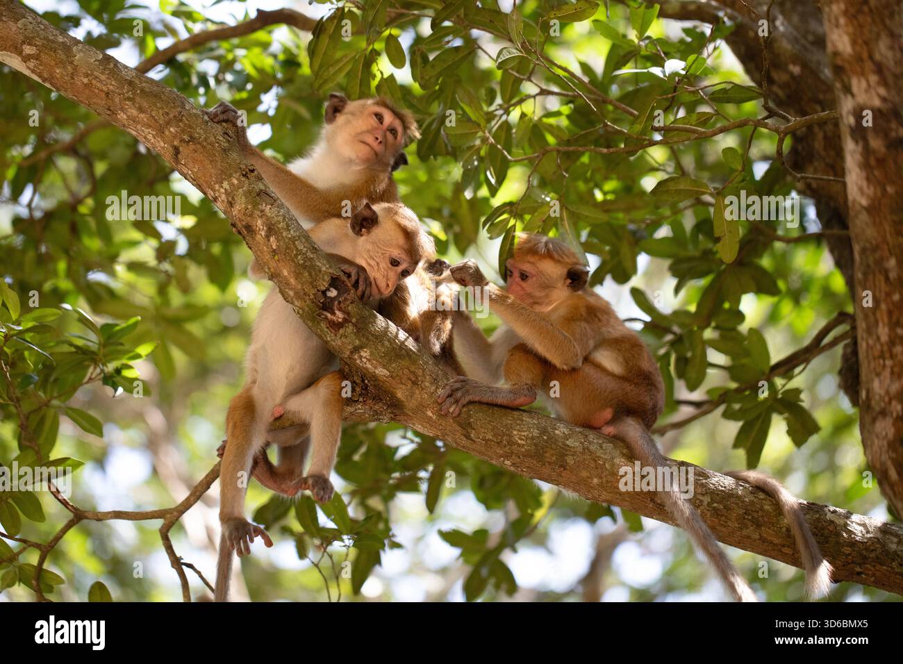 Eine Familie von Makaken pflegt sich gegenseitig auf den Zweigen eines Baumes. Stockfoto