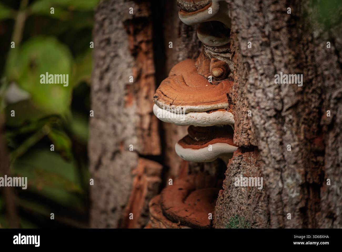 Selektive Unschärfe hebt Ganoderma applanatum auf einem Baumstamm hervor. Die Halterung oder der Regalpilz zeigt mehrschichtige braune und weiße Ränder, die Polypo darstellen Stockfoto