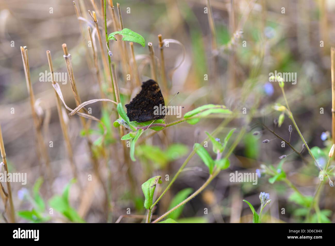 Ein schöner Schmetterling, der anmutig auf leuchtenden grünen Pflanzen inmitten einer wunderschönen natürlichen Umgebung thront Stockfoto