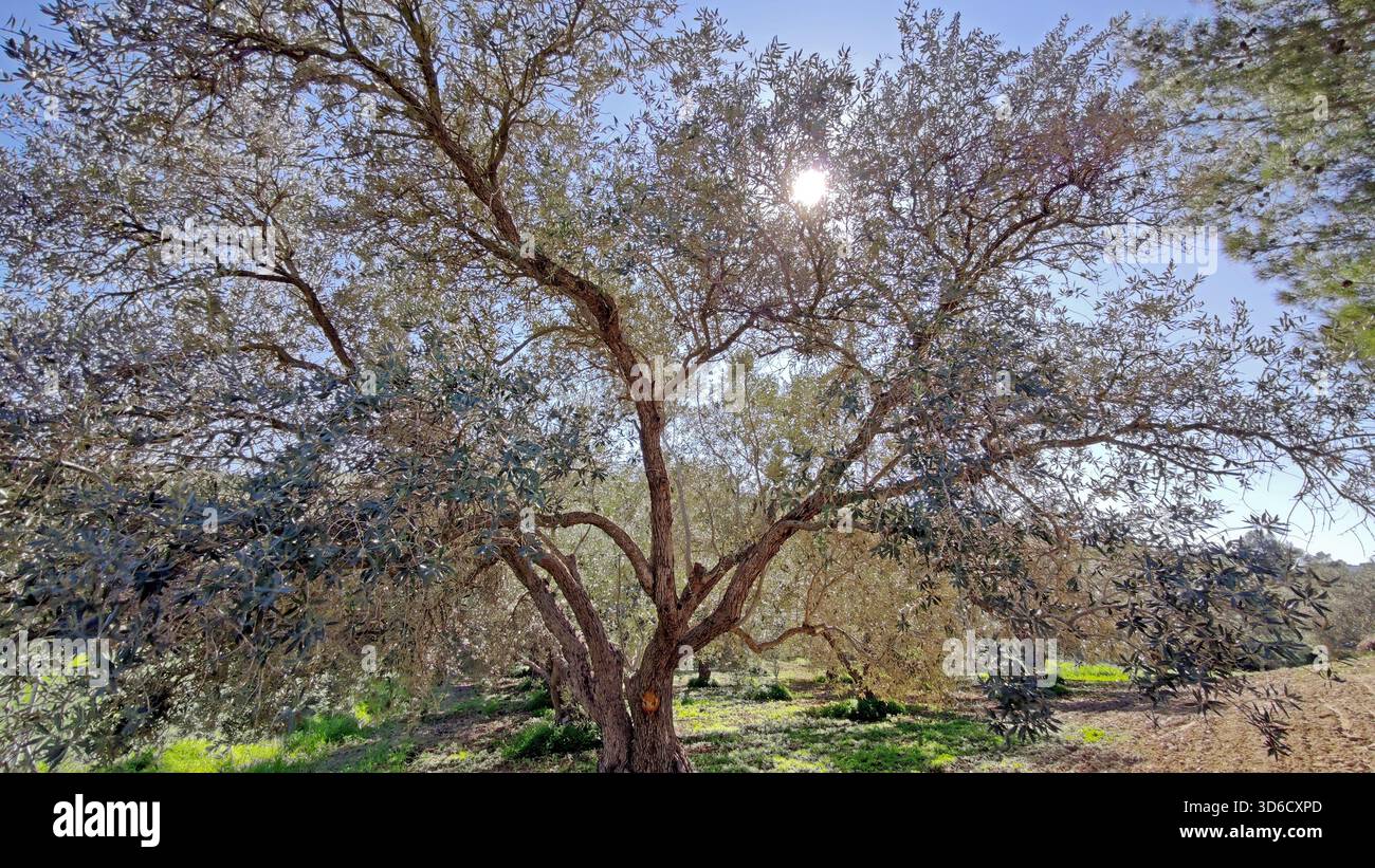 Majestätischer alter Olivenbaum mit Sonnenbarren, die durch seine silbrigen Blätter in einem trockenen mediterranen Hain unter einem klaren blauen Himmel glänzen. Stockfoto