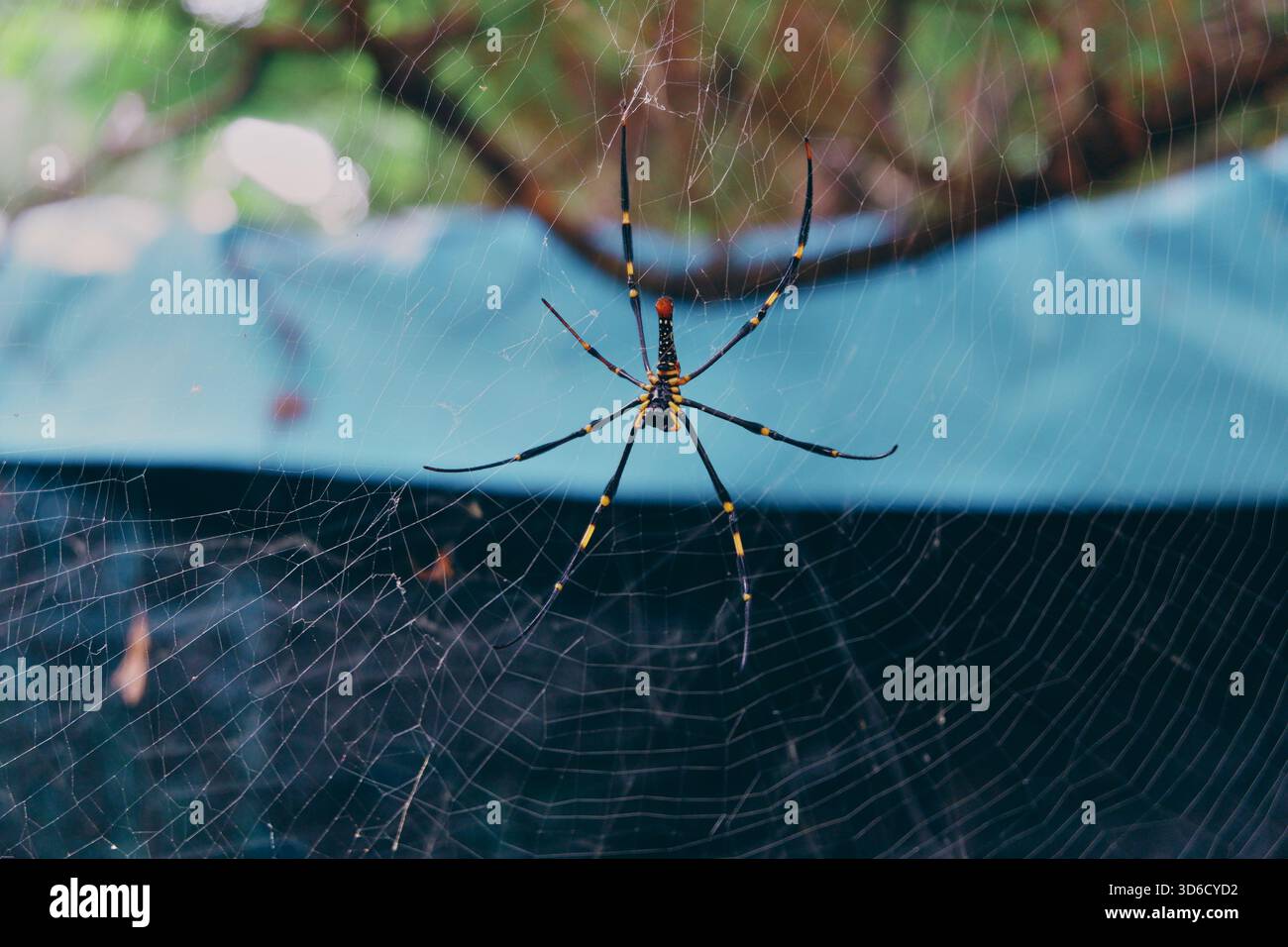 In der Mitte des symmetrischen Netzes, das über üppigem Grün hängt, ist eine markante, kugelwebende Spinne mit scharfen Details zu sehen. Stockfoto