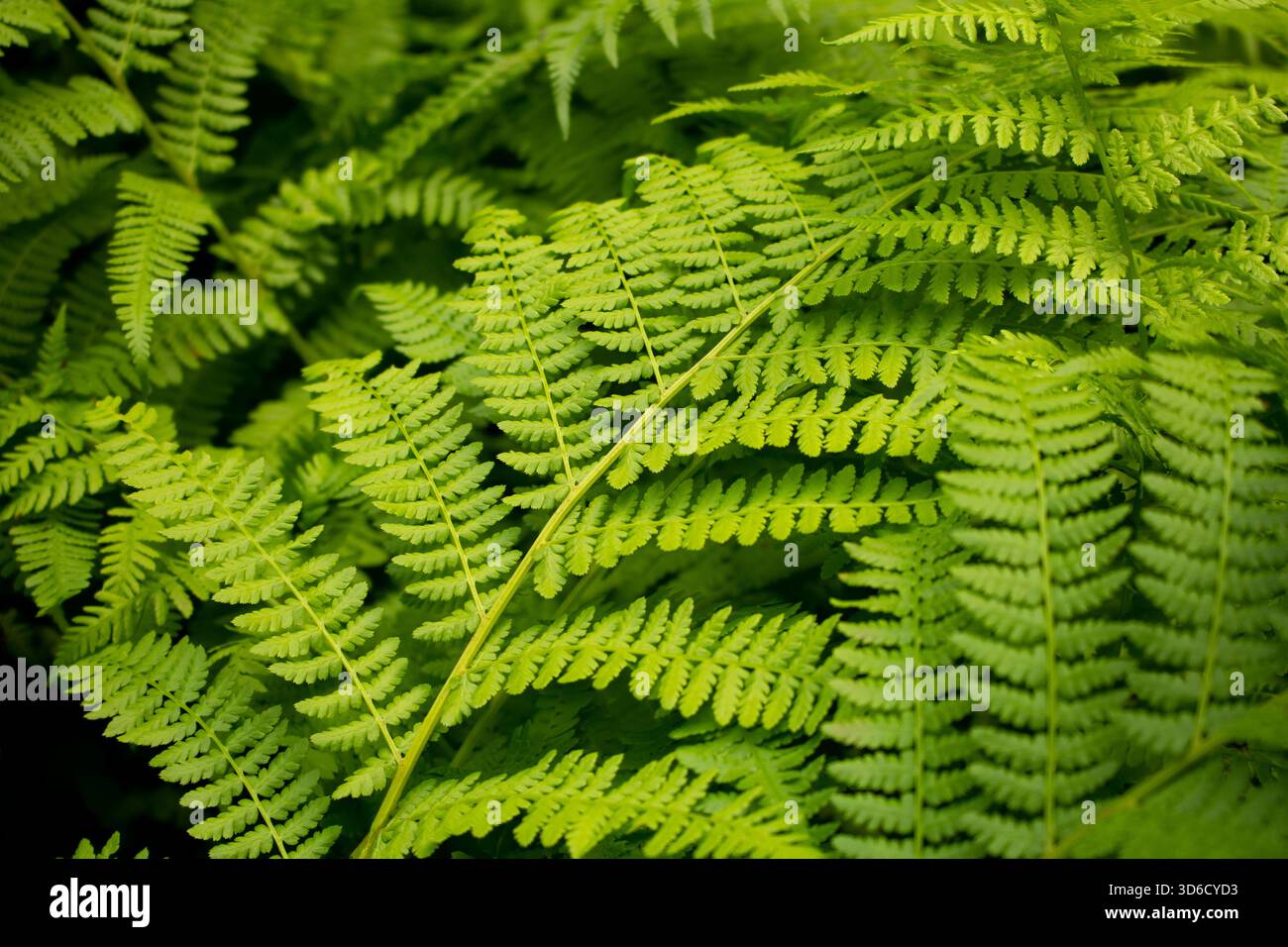 Ein Blick auf Farnblätter im Wald. Stockfoto