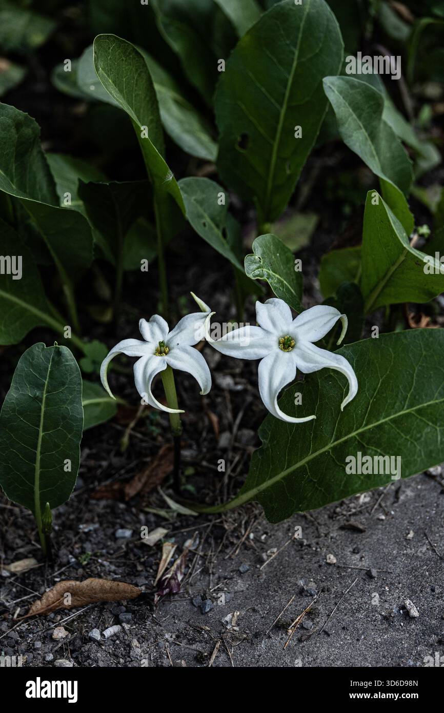 Weiße, sternförmige Blüten, die nahe am Boden zwischen grünen Blättern in einem Garten wachsen Stockfoto
