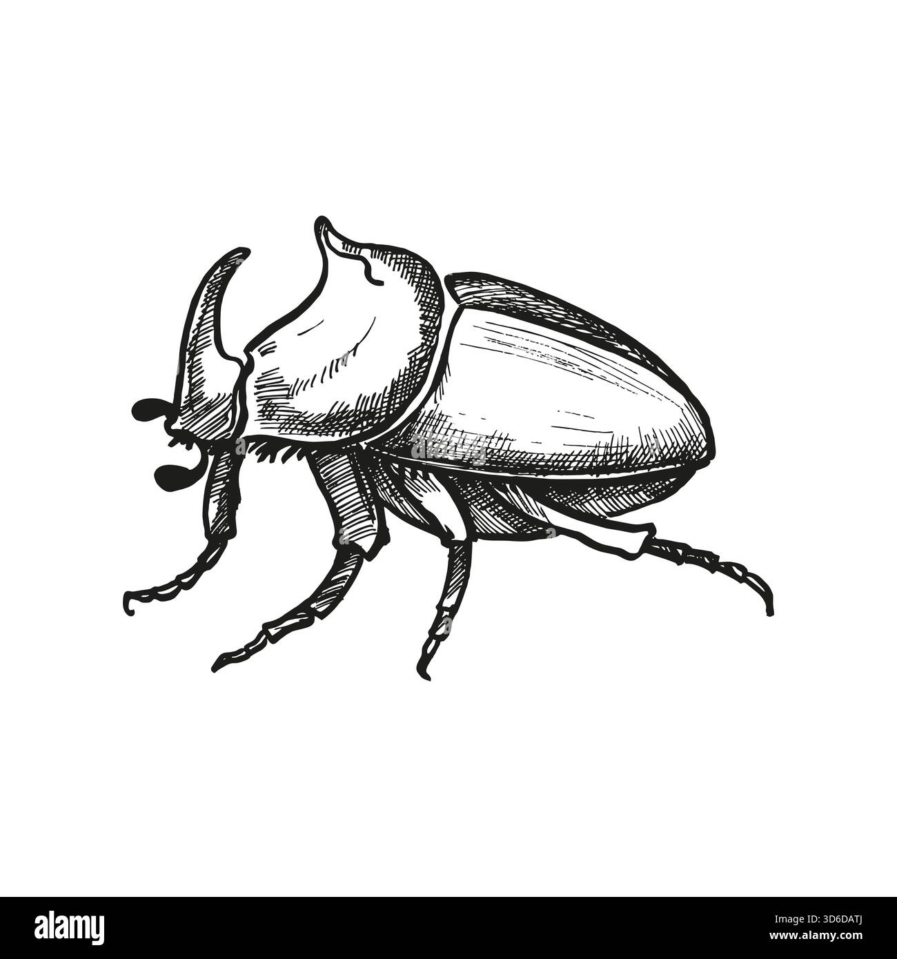 Hand gezeichnet Nashorn Käfer Coleopteran, tropische Wald Insekt, Vektor Illustration der Wildnis exotische Insekten Horn Insekten Arthropod, Tinte monochrome eng Stock Vektor
