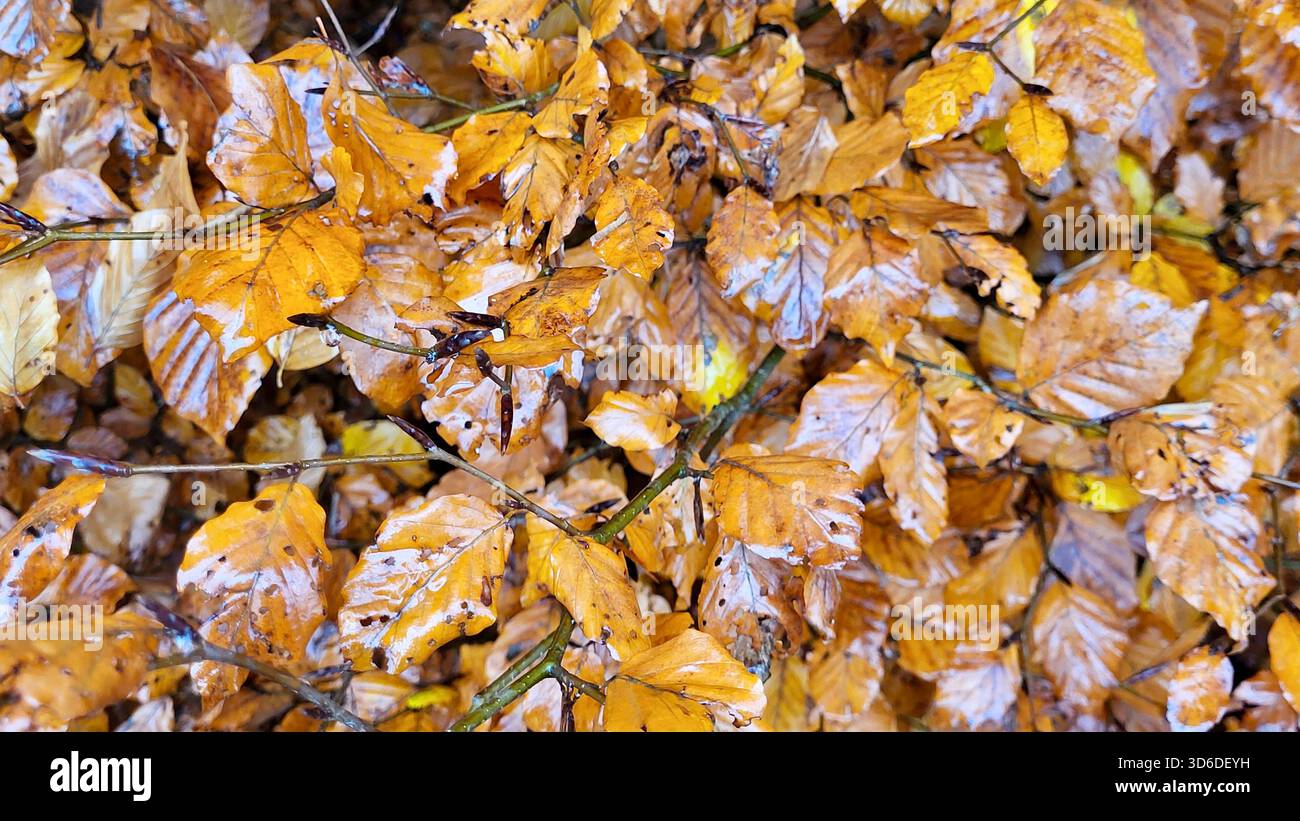 Eine Nahaufnahme glühender goldener und brauner Herbstblätter, die auf dem Waldboden liegen. Die Blätter sind durch Regen nass und erzeugen einen satten Glanz und eine tiefe Farbe. Stockfoto