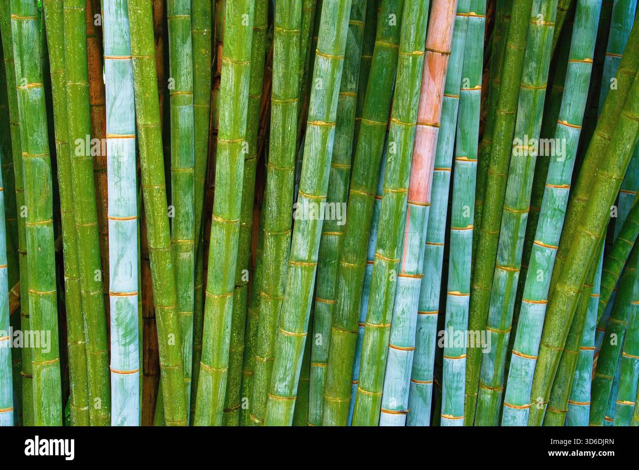 Grüner Bambusstab Hintergrund, Kandy Botanic Gardens, Sri Lanka Stockfoto