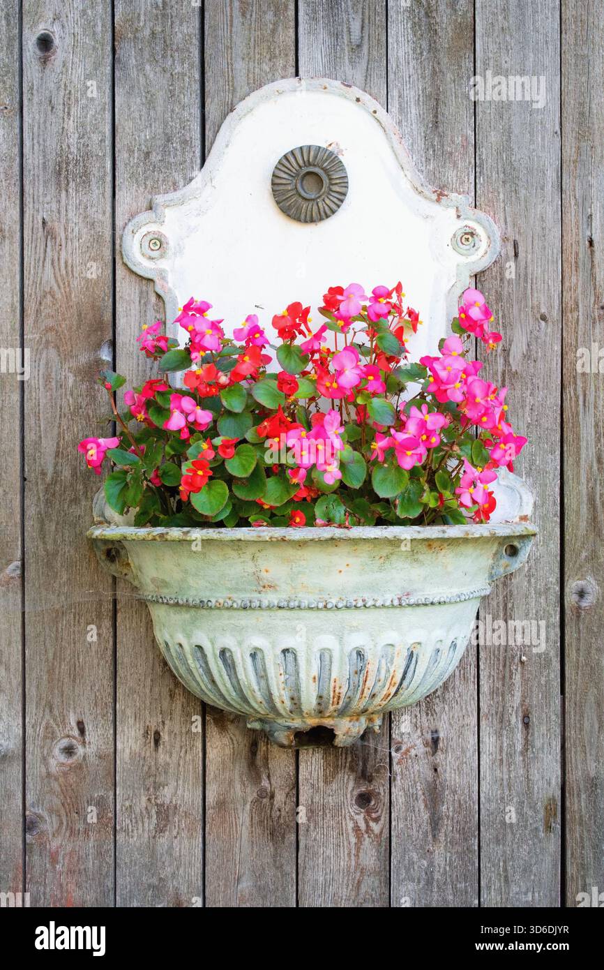 Mini Begonia Blüten im alten metallischen Waschbecken an der Landmauer. Garten-Inspiration für Topfpflanzen. Stockfoto