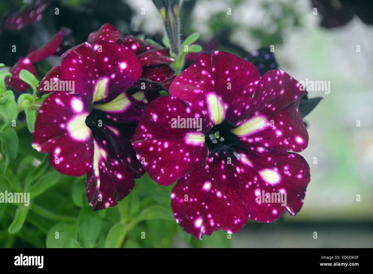 Weiß gesprenkelte lila/rote Petunia „Lightning Sky“ Blumen in den Borders im RHS Garden Harlow Carr, Harrogate, Yorkshire, England, Großbritannien. Stockfoto