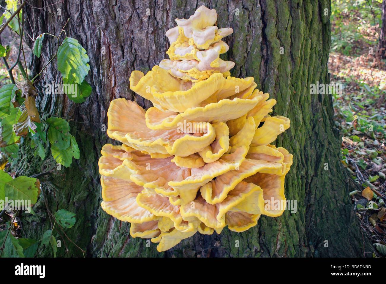 Holzkrebse, Schwefelpolypore, Schwefelregal oder Waldhühner. Laetiporus sulphureus ist eine Art von Klammerpilz (Pilze, die auf t Stockfoto