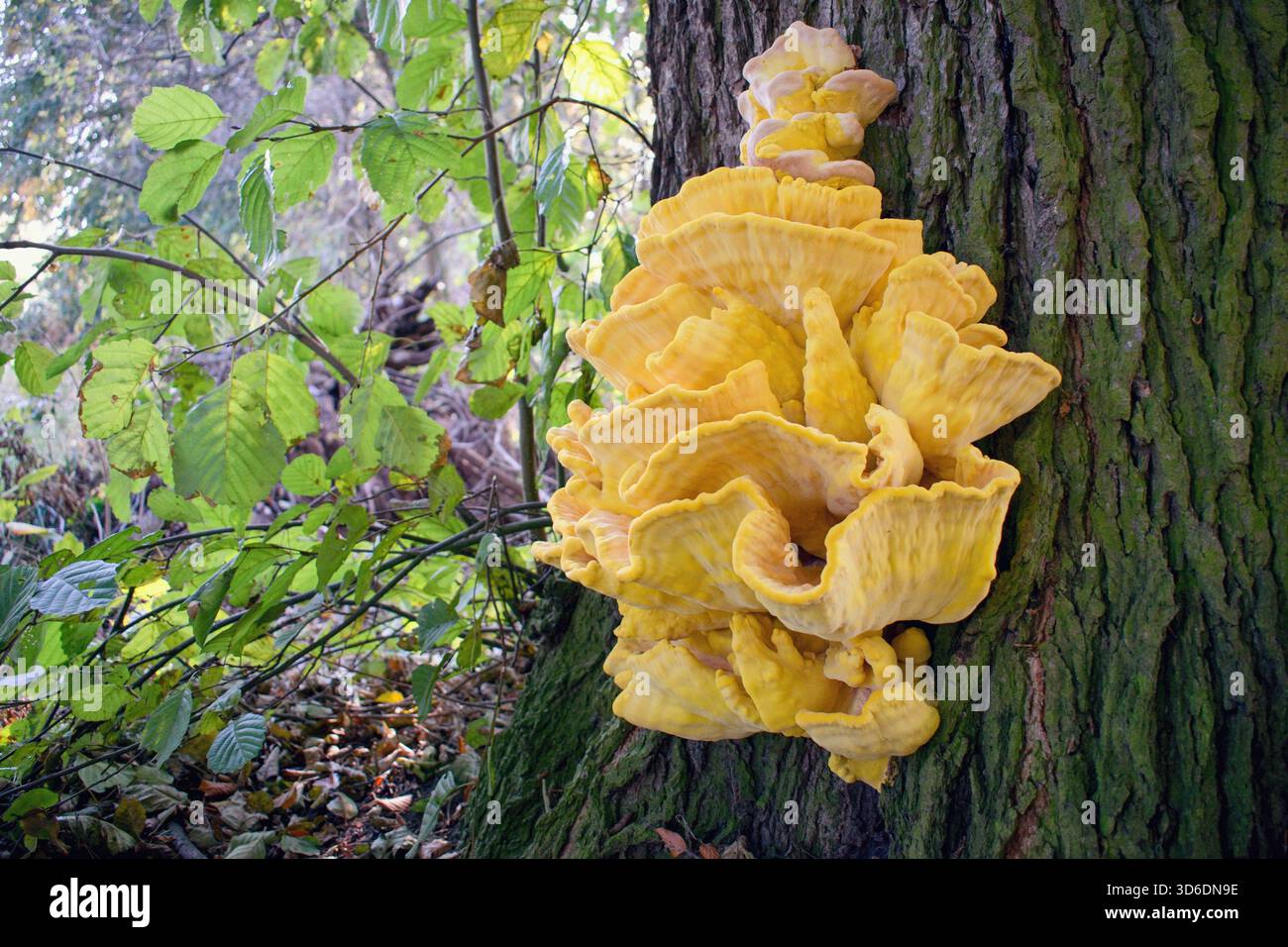 Holzkrebse, Schwefelpolypore, Schwefelregal oder Waldhühner. Laetiporus sulphureus ist eine Art von Klammerpilz (Pilze, die auf t Stockfoto