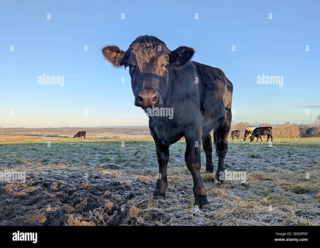 Schwarze Kuh in einem frostigen Feld bei Sonnenaufgang Stockfoto