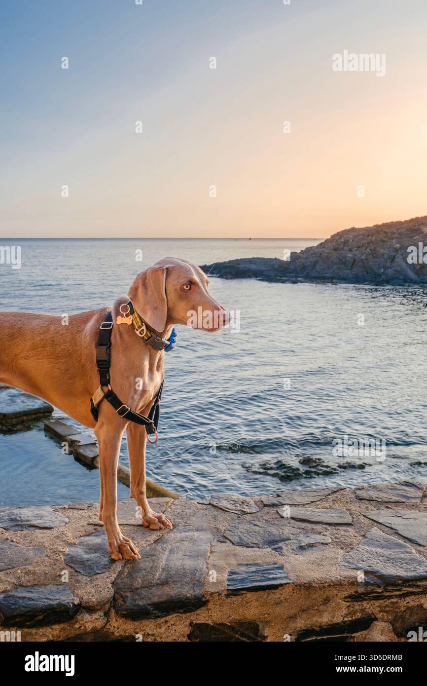 Ganzkörperaufnahme eines Weimaranerhundes mit schwarzem Gurtzeug, stehend auf einer Steinmauer mit Blick auf das Meer bei Sonnenuntergang oder Sonnenaufgang, warme Töne Stockfoto