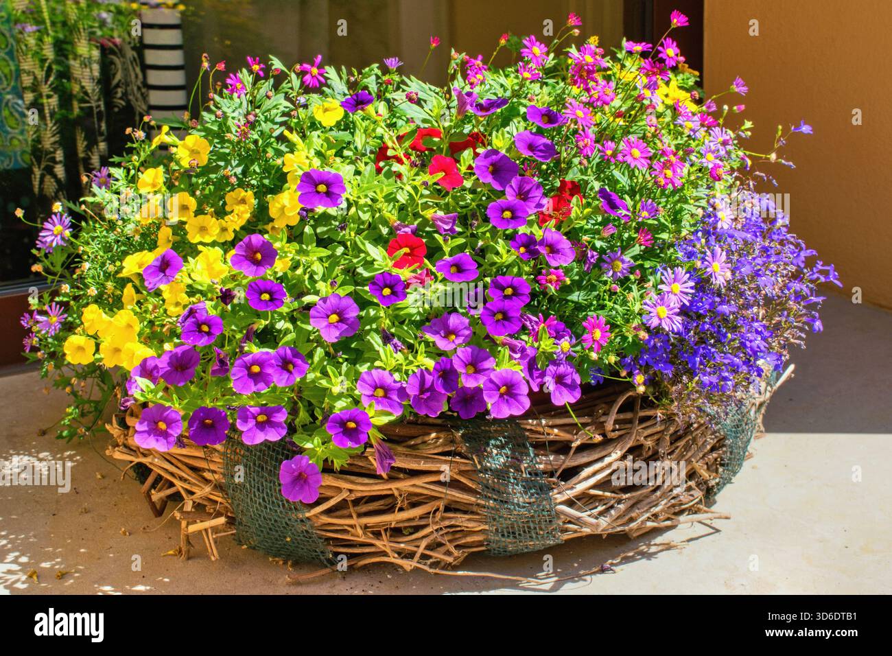 Sorten Calibrachoa (Millionen Glocken) blüht im Topf Stockfoto