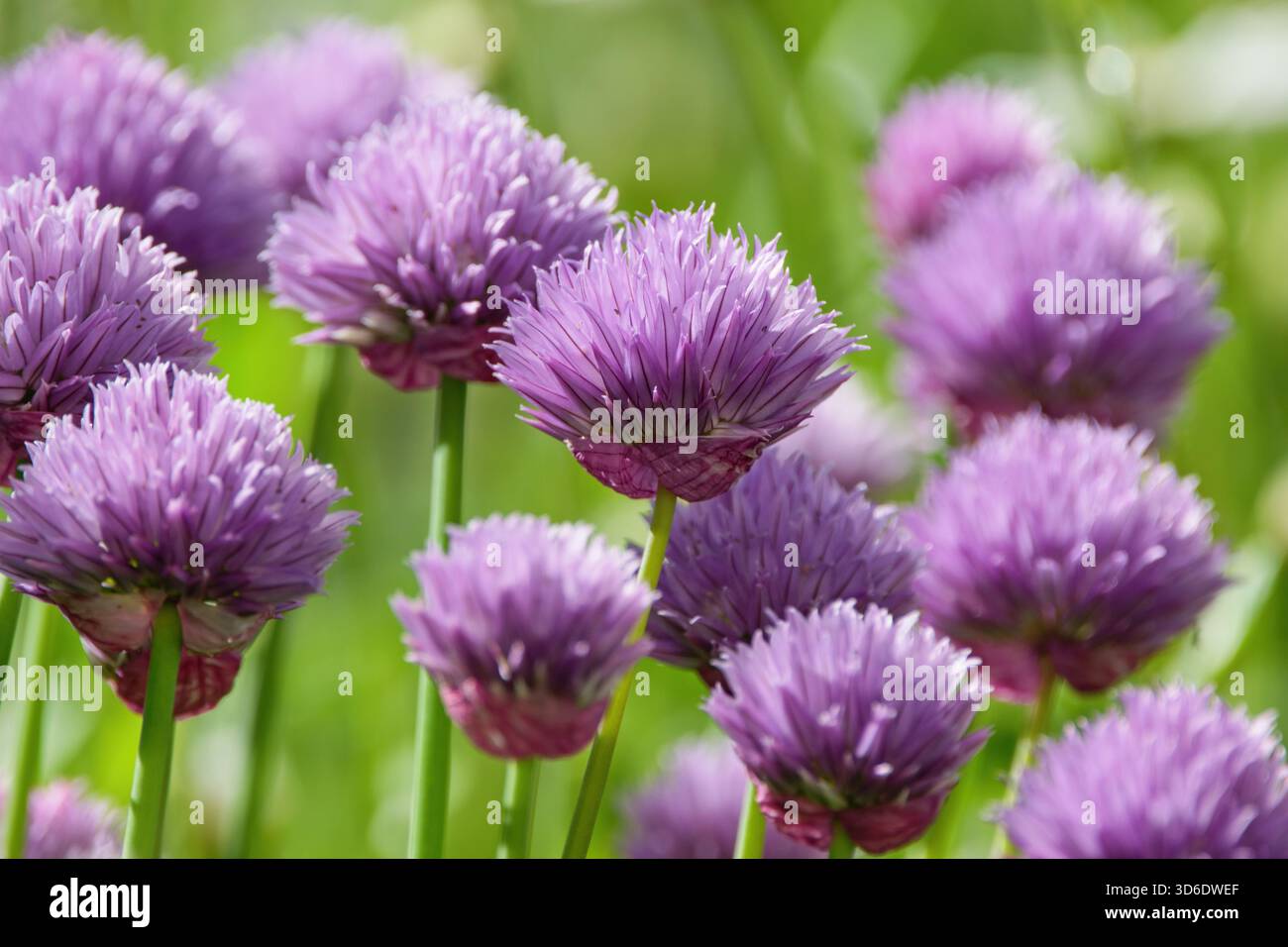 Allium Schoenoprasum blüht: Wilde Schnittlauch, blühende Zwiebeln, Knoblauch, Chinesische Schnittlauch Stockfoto