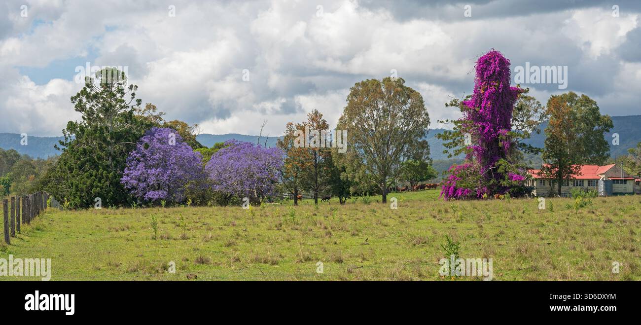 Eine Reihe von bunten Bäumen entlang der Straße zu einem Grundstück an der Kerry Road, Teil des Lost World Tourist Drive, Gold Coast, Queensland, Australien. Stockfoto