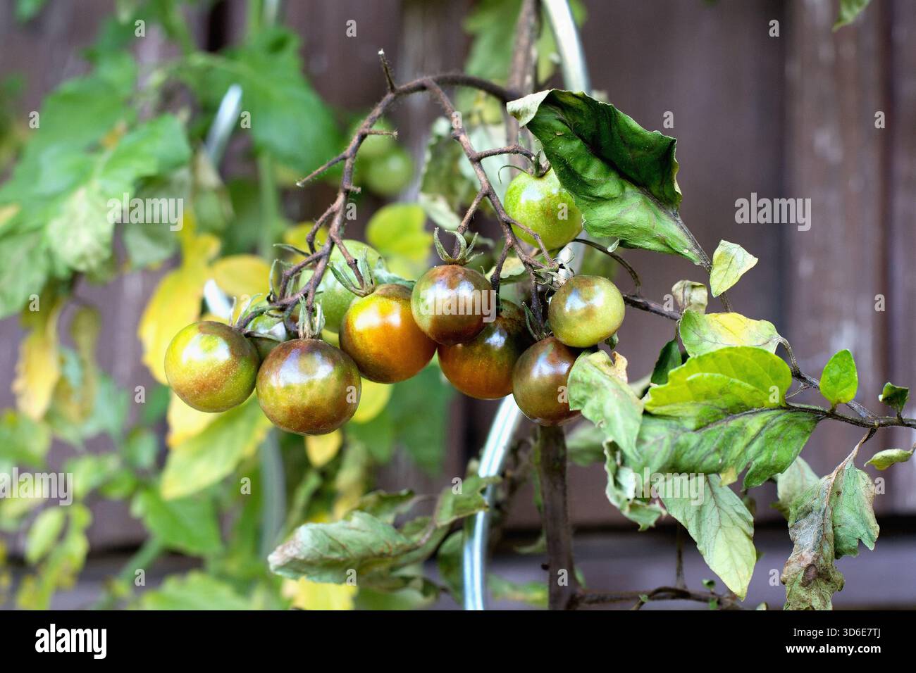 Erkrankte Tomatenpflanze mit Kartoffelspätfäule beeinflußt - Phytophthora infestans Stockfoto