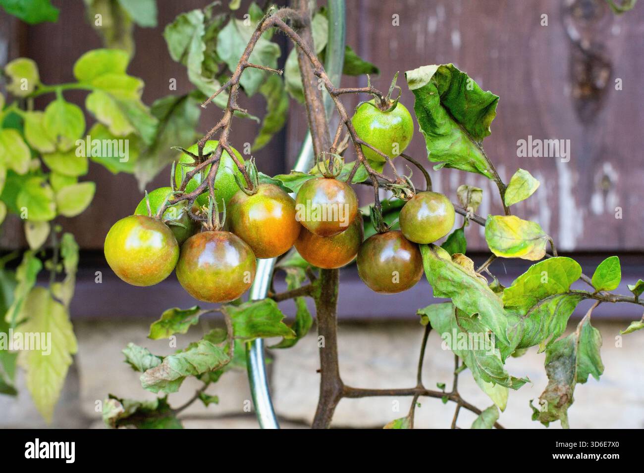 Erkrankte Tomatenpflanze mit Kartoffelspätfäule beeinflußt - Phytophthora infestans Stockfoto