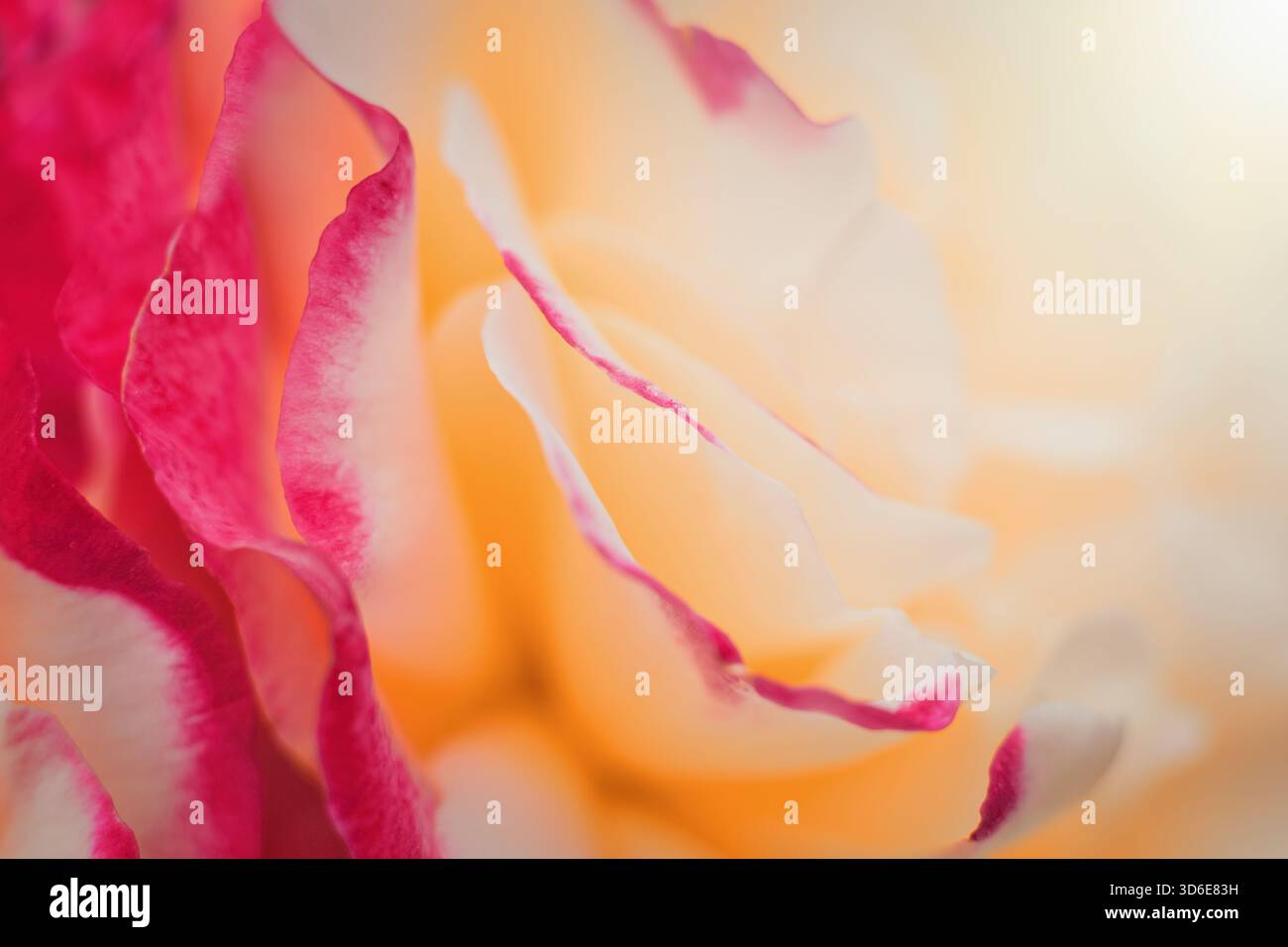 Abstrakter floraler Hintergrund. Mehrfarbige Rosen-Sorte Makrofoto. Stockfoto