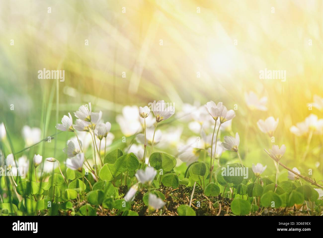 Frühlingsblumen im strahlenden Sonnenlicht. Der Sauerampfer ( Oxalis acetosella) Stockfoto