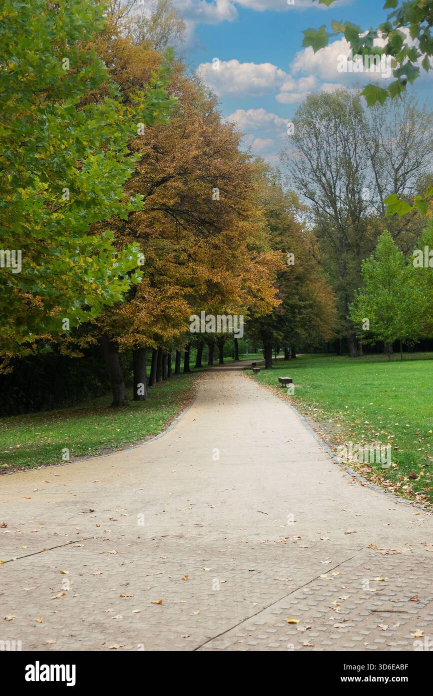 Von Bäumen gesäumter Parkweg im Herbst mit gefallenen Blättern und Bänken, die eine ruhige natürliche Landschaft schaffen Stockfoto