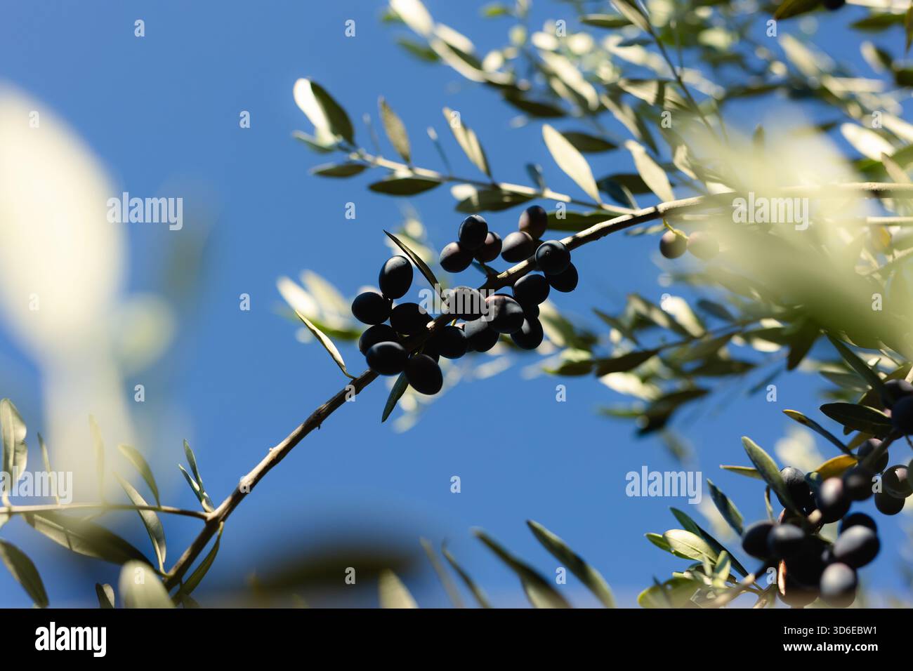 Olivenzweig mit Reifen schwarzen Oliven und grünem Laub. Blauer Hintergrund. Volle Sonneneinstrahlung. Frische botanische Premium-Stimmung. Stockfoto