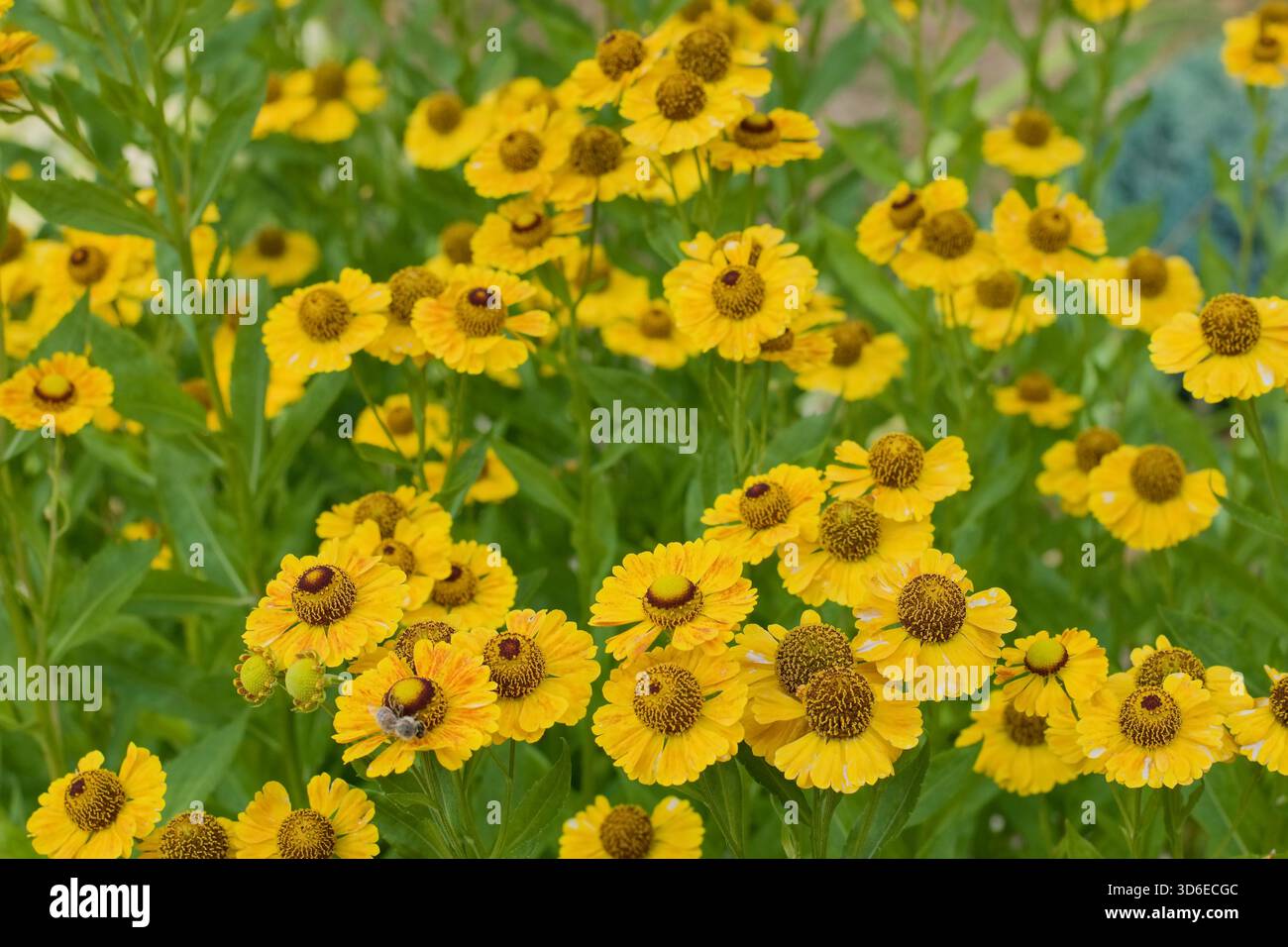 Sneezeweed Blume - Helenium, gelbe Herbstblumen im Garten Stockfoto