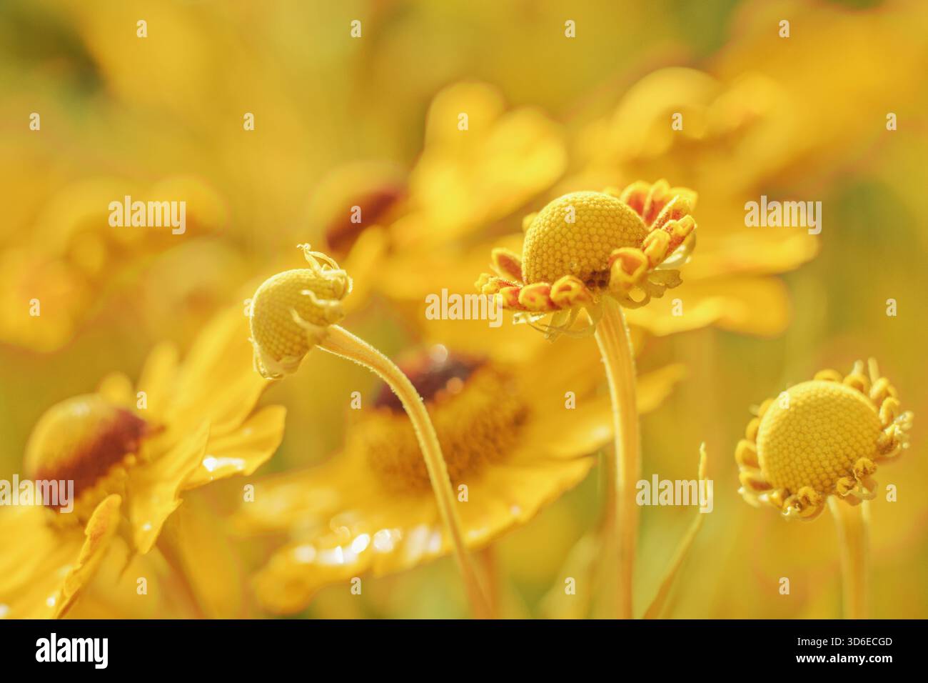 Sneezeweed Blume - Helenium, gelbe Blüten aus der Nähe Stockfoto