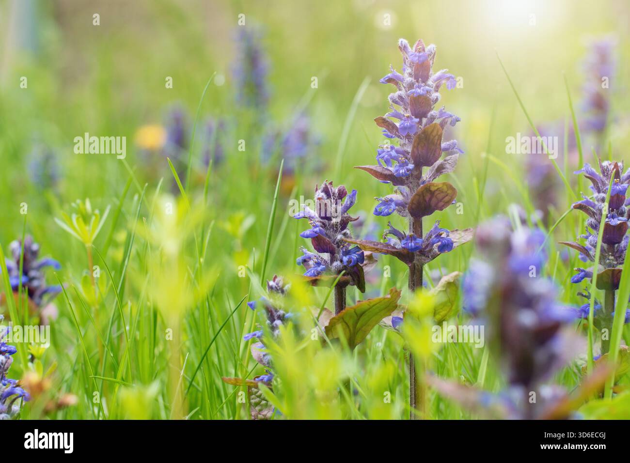 Wilde Blumen auf der Wiese - Bugle Flower, Bugleweed, Teppichweed - Ajuga Reptans Stockfoto